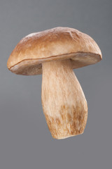 Boletus mushrooms, Porcini Mushroom. Studio shoot.