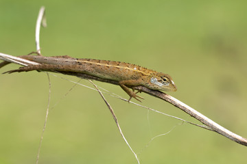 Wild lizard or Red-headed Lizard