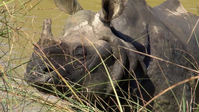 Indian Rhinoceros (Rhinoceros Unicornis), also called the Greater One-horned Rhinoceros Mud Bathing and Wallowing