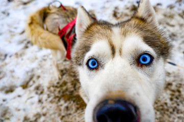 Riding Dogs Husky with blue eyes in winter forest in Poland. 09-12-2018