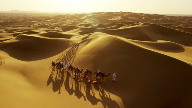 Aerial drone of camels being led by handlers across desert sand dunes 