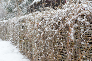 White snow on thin brown branches and fence