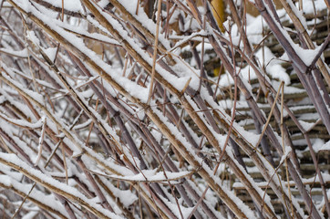 Winter branches covered fresh snow