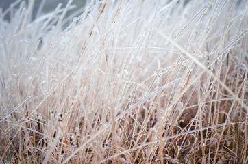 Icy brown grass for pattern or background