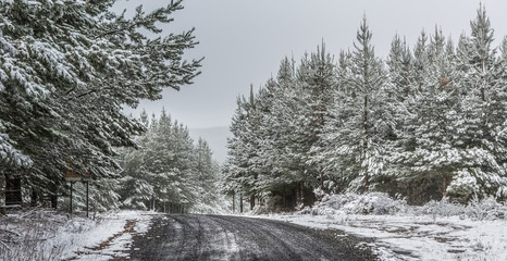 Snow falling in state pine forest in early winter