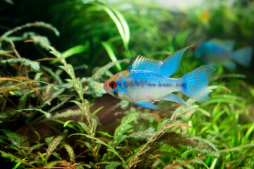 Blue ram cichlid in an aquarium.