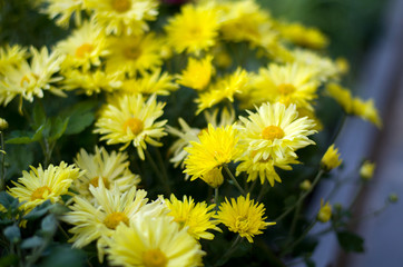 Bright autumn yellow chrysanthemum