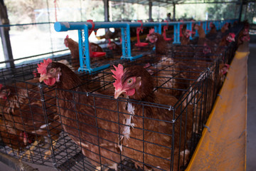 Hens in a farm