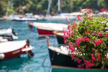 Fototapeta na wymiar Hanging basket filled with pink flowers in Portofino harbour, Italy