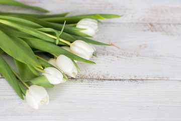 Fototapeta na wymiar white tulip on the white wooden desk