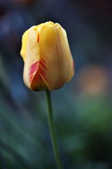 Lovely yellow tulip growing in the garden