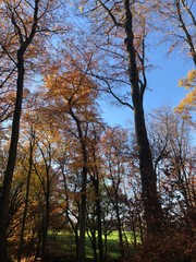 Wald goldener Herbst