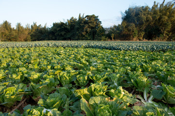 Fototapeta na wymiar Landscape view of a freshly growing cabbage field