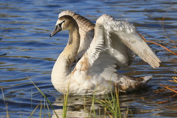 Bright beautiful white swan with raised spread wings, close-up on a sunny day, on a lake with blue water and a few green reeds. Romantic portrait of a swan.