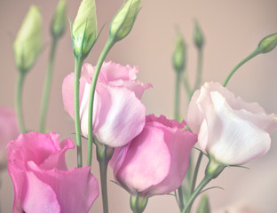 Close up of dreamy pink and white lisianthus flowers.