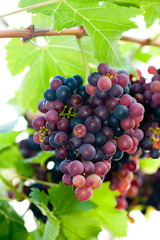 Red grapes