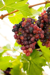 Red grapes