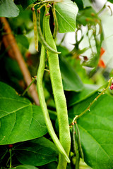 Green beans