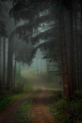 Fototapeta premium Waldweg