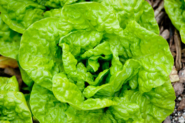 Fresh salad background at garden