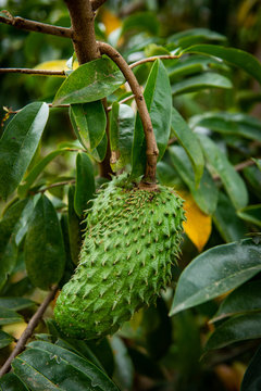 Annona muricata L.Soursop herbs that are capable of treating cancer.