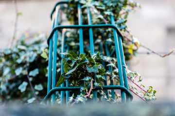Plant in grid