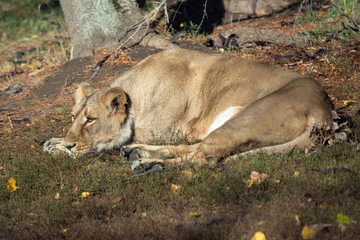 Fototapeta na wymiar Asiatic lioness (Panthera leo persica). A critically endangered species.