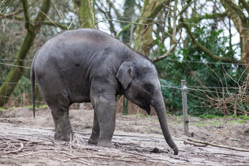 Naklejka premium Indian elephant. Indian elephant in the zoo aviary