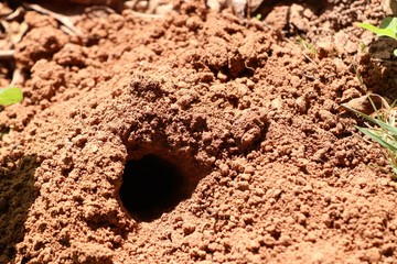 ant's nest on soil