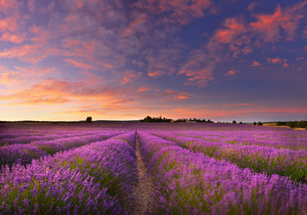 Fototapeta na wymiar Lavender field at dawn