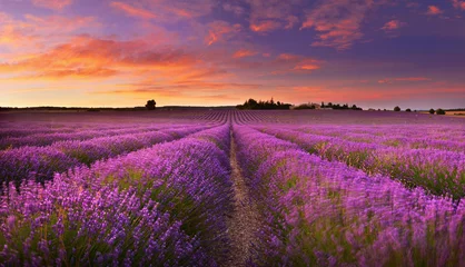 Fotobehang Eetkamer Lavendelveld bij dageraad