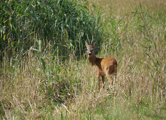 wild roe deer