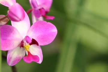 Fototapeta na wymiar pink orchid flower in tropical