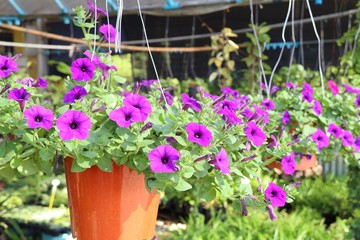 Petunia flowers in tropical