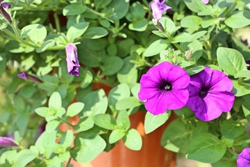 Petunia flowers in tropical