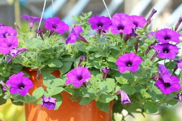 Petunia flowers in tropical