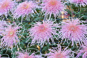 Chrysanthemum in Japan
