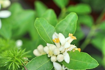 lemons tree in tropical