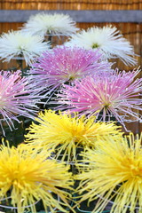 Obraz premium Chrysanthemum in Japan