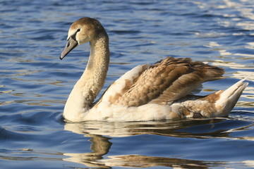 Bright beautiful white swan with beige wings, close-up on a sunny day on a lake with blue water with sun highlights. Romantic portrait of a swan.