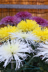 Chrysanthemum in Japan