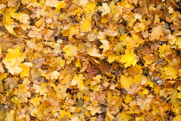 Autumn maple leaves lie on ground