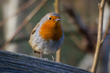 Robin