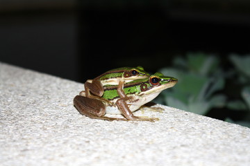 green tree frog