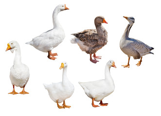 set of six geese isolated on white