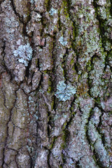 photo tree bark.