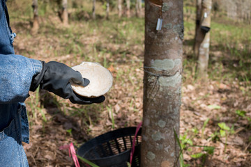 Closeup of farmer harvesting Rubber cup Lump from Rubber tree plantation