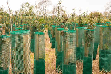 day view of field with young trees planted in england