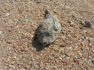 dead fish ball on the sandy beach of the red sea