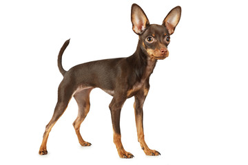 Lovely puppy the Toy Terrier dog